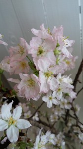01-02＿桜